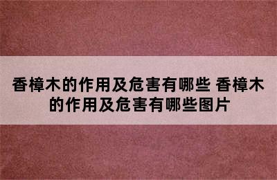 香樟木的作用及危害有哪些 香樟木的作用及危害有哪些图片